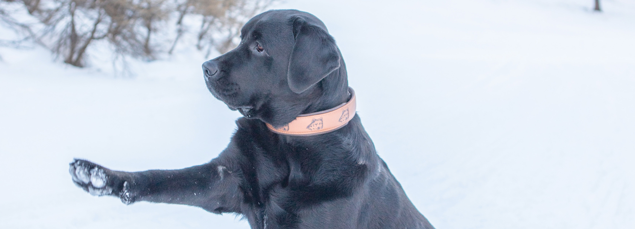 Collare e Guinzaglio Nala Lupo – Cuoio e Testa di Moro