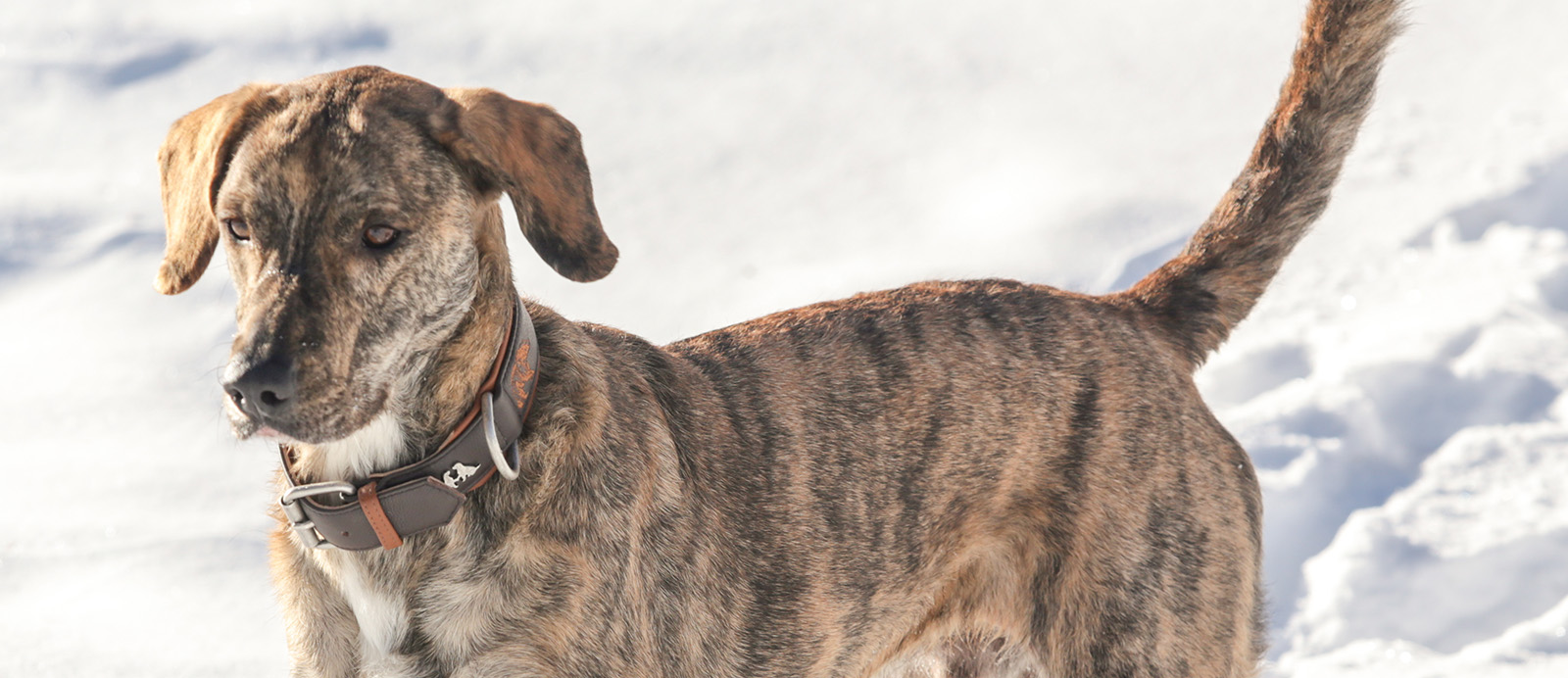 nala-orso-testa-moro2