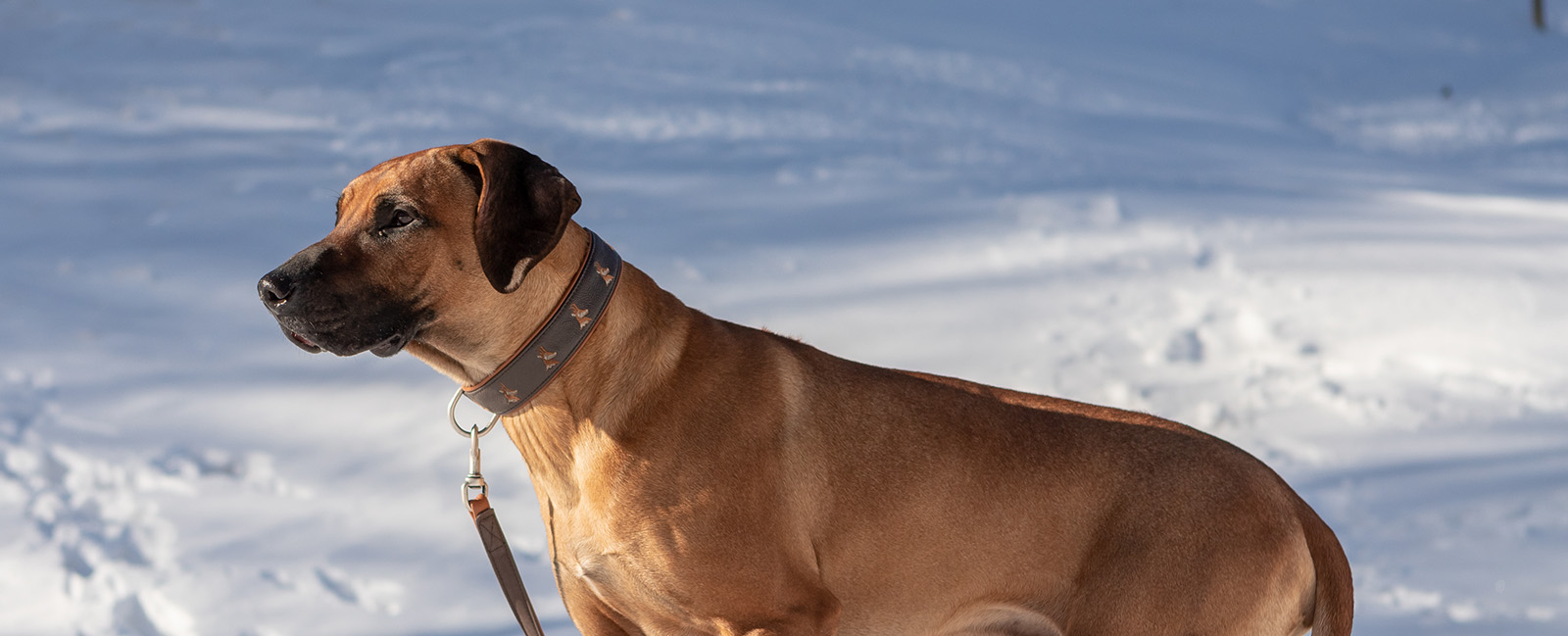 nala-stambecco-testa-moro