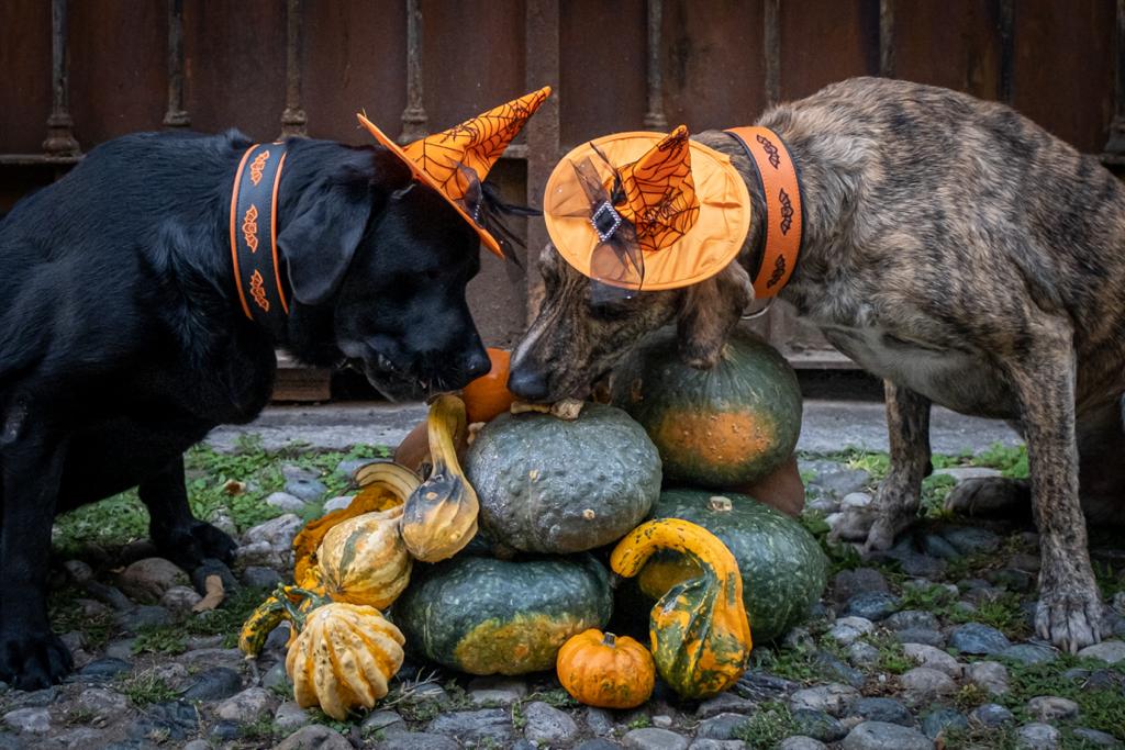 hallowing-1 hallowing-1