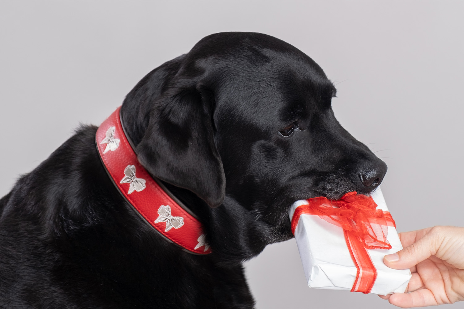 cali-in-pelle-di-colore-rosso-e-marrone-2