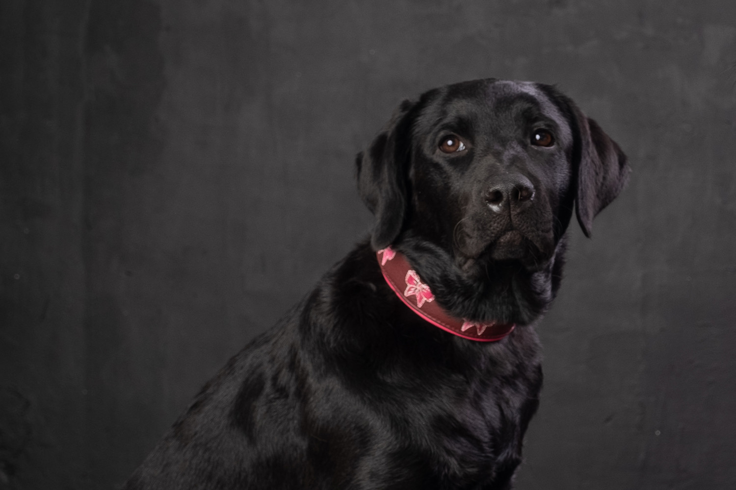 collare-cali-ribes-e-fucsia-1