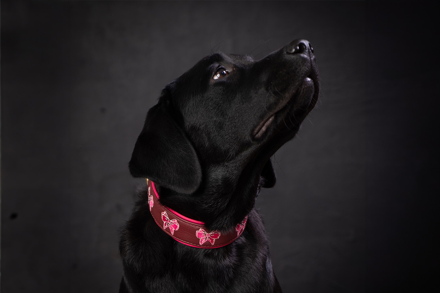 collare-cali-ribes-e-fucsia-2